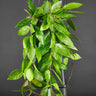 Hoya gracilis