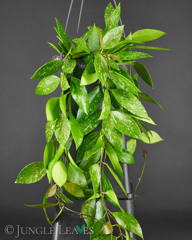 Hoya gracilis