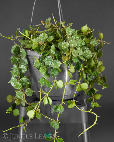 Hoya curtisii