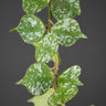 Hoya curtisii