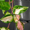 Hoya Tricolor