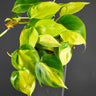 Philodendron scandens 'Brazil'