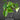 Philodendron scandens