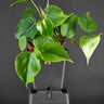 Philodendron scandens