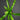 Asplenium antiquum