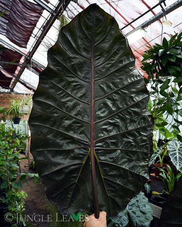 Alocasia sarawakensis 'Yucatan Princess'