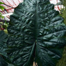 Alocasia sarawakensis 'Yucatan Princess'
