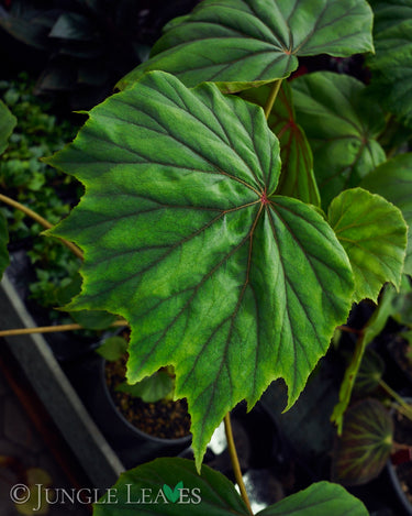 Begonia sericoneura
