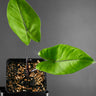 Alocasia macrorrhizos ‚Black Stem‘