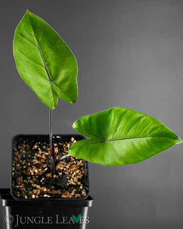 Alocasia macrorrhizos ‚Black Stem‘
