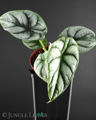 Alocasia baginda ‚Silver Dragon‘