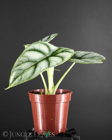Alocasia baginda ‚Silver Dragon‘