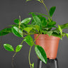 Hoya gracilis (Hoya Memoria)