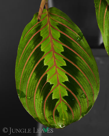 Maranta leuconeura 'Tricolor'
