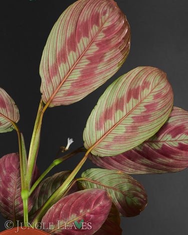 Maranta leuconeura 'Tricolor'