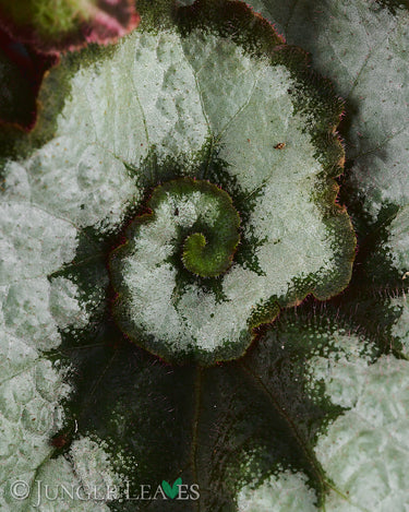 Begonia 'Escargot' Klassik