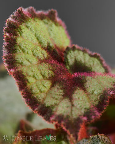 Begonia 'Escargot' Klassik