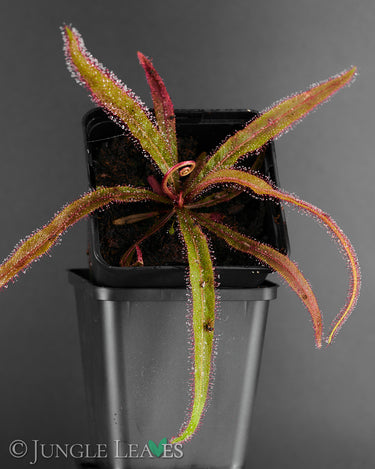 Drosera adelae