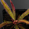 Drosera adelae