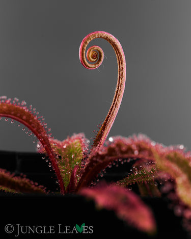 Drosera adelae