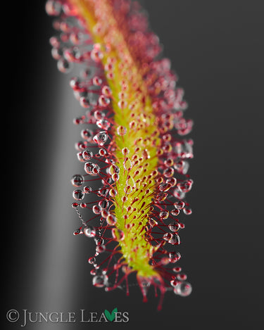 Drosera adelae