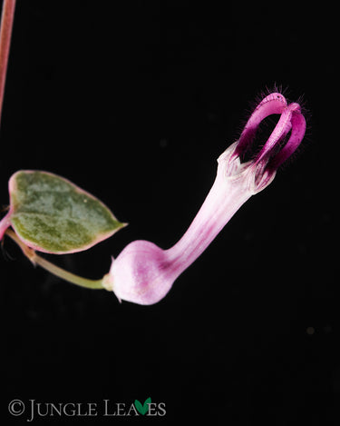 Ceropegia woodii variegata