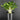 Adenium obesum