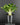 Adenium obesum