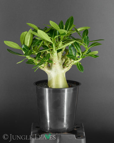 Adenium obesum