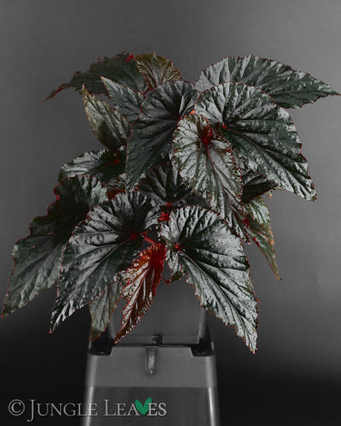 Begonia 'Black Magic'
