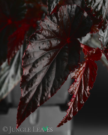 Begonia 'Black Magic'