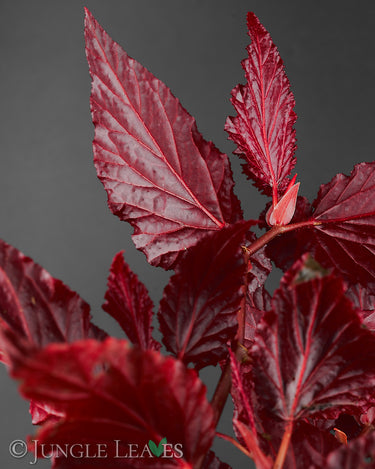 Begonia 'Black Magic'