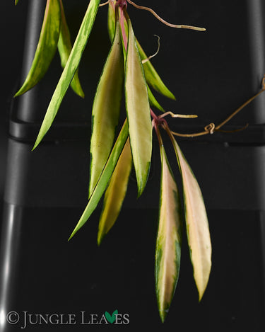 Hoya wayetii Tricolor