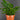 Niphidium crassifolium