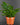 Niphidium crassifolium