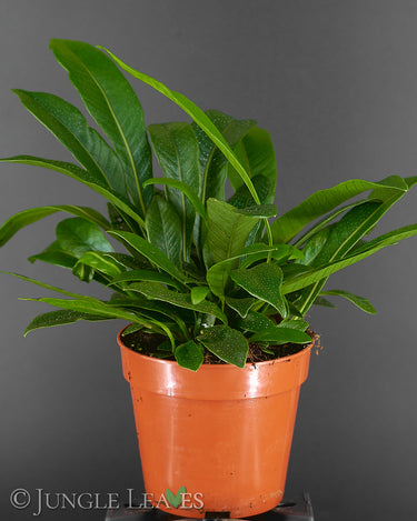 Niphidium crassifolium