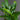 Niphidium crassifolium