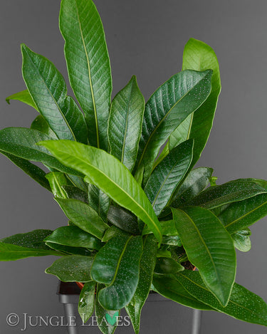 Niphidium crassifolium