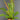 Blechnum brasiliense