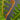 Blechnum brasiliense