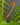 Blechnum brasiliense