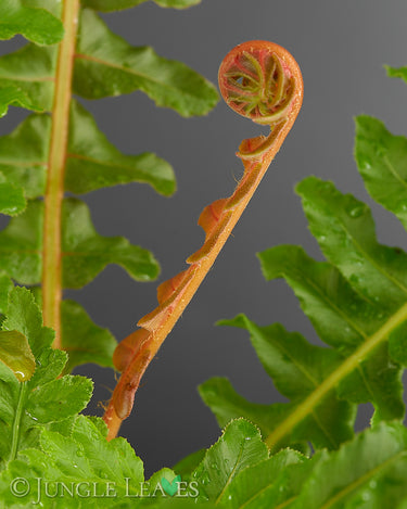 Blechnum brasiliense