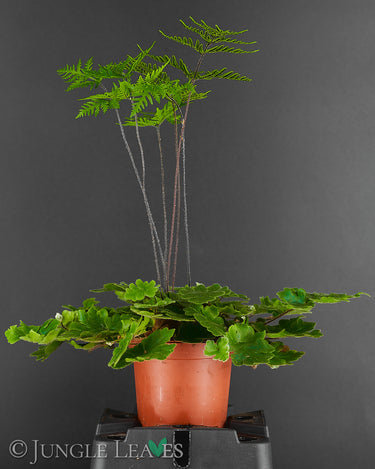 Doryopteris cordifolia