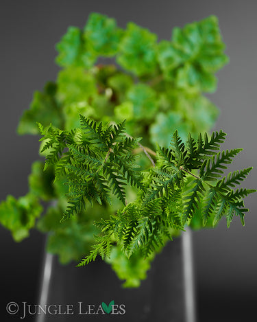 Doryopteris cordifolia