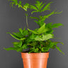 Doryopteris pedata