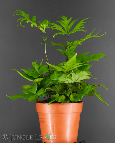 Doryopteris pedata