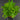 Doryopteris pedata
