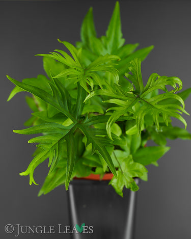 Doryopteris pedata