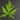 Doryopteris pedata