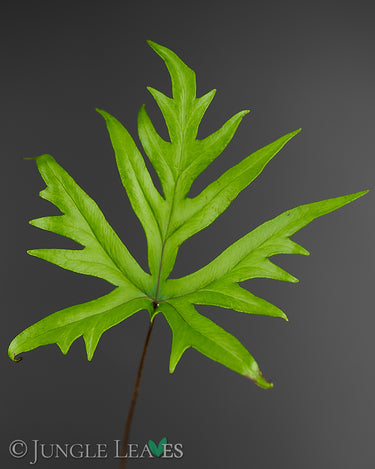 Doryopteris pedata